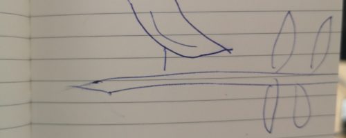 Hummingbird battle illustration