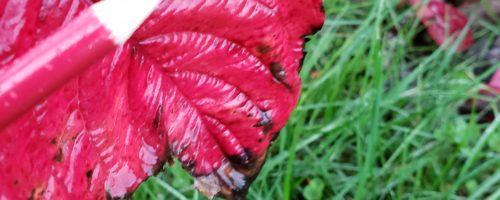 More fall colours from Comox Valley