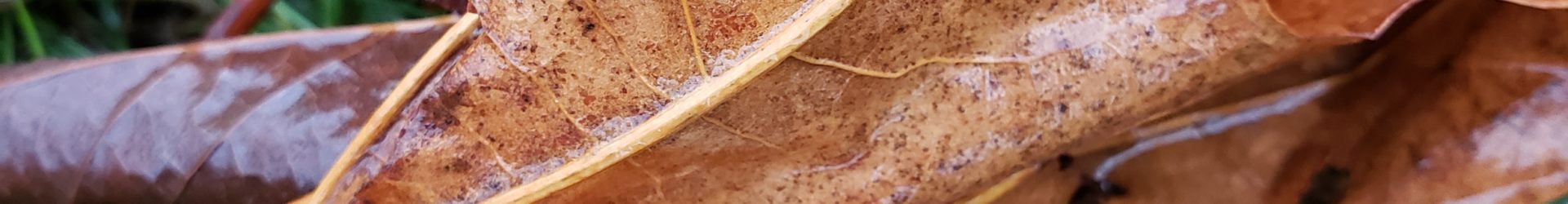 Comox Valley Fall colours