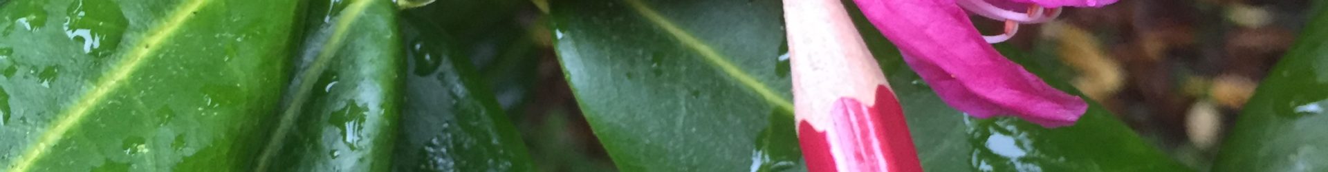 Rainbow in my garden in Victoria