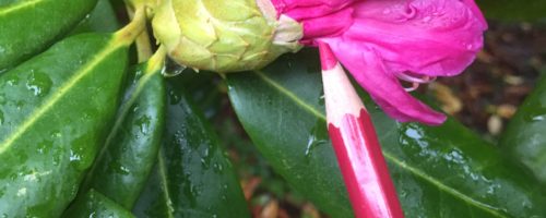 Rainbow in my garden in Victoria