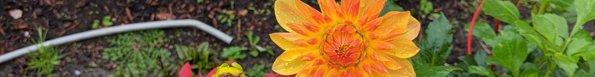 Yellow Flower in the Community Garden