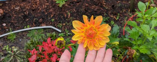 Yellow Flower in the Community Garden