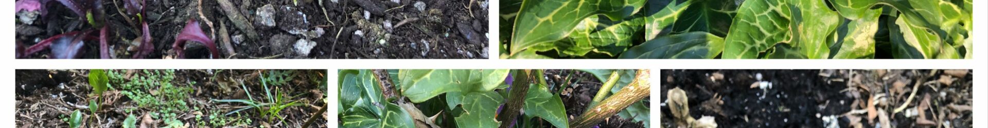 Rainbow sticks (Saya)