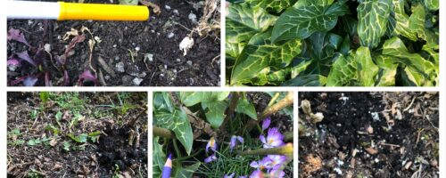 Rainbow sticks (Saya)