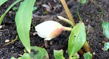 UBC BEd. Science 349