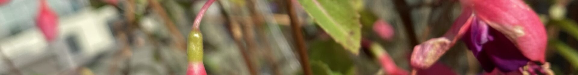 Rainbow sticks – Hyrbid Fuschia