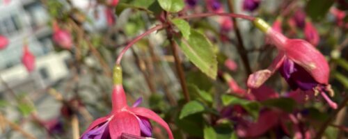 Rainbow sticks – Hyrbid Fuschia