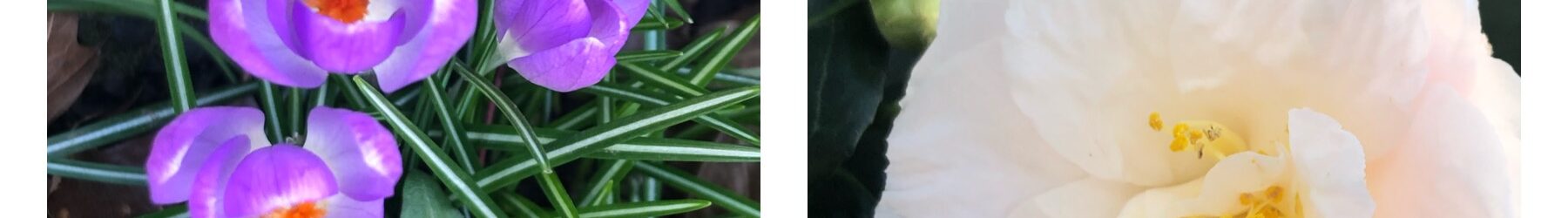 Seek (by iNaturalist)