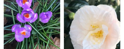 Seek (by iNaturalist)