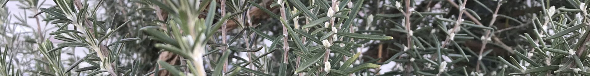 Rosemary Plant