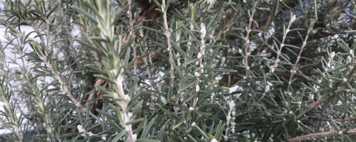 Rosemary Plant