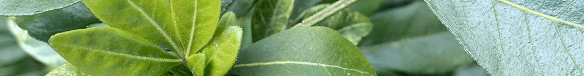 Instant Camera – green