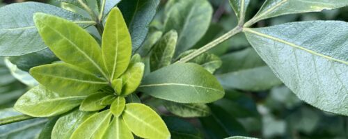 Instant Camera – green