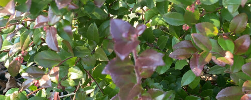 Evergreen Huckleberry- seek app