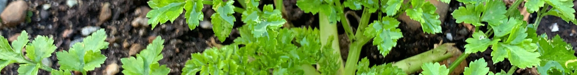 Hemlock Water-dropwort