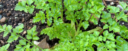 Hemlock Water-dropwort