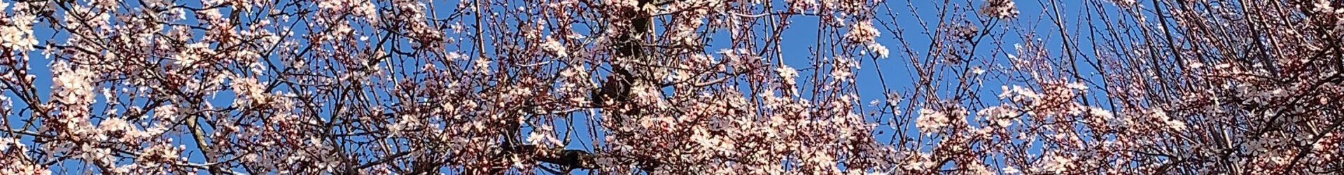 Japanese Cherry Blosson