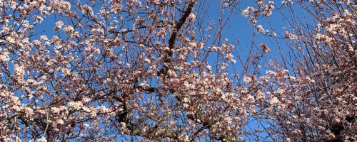 Japanese Cherry Blosson