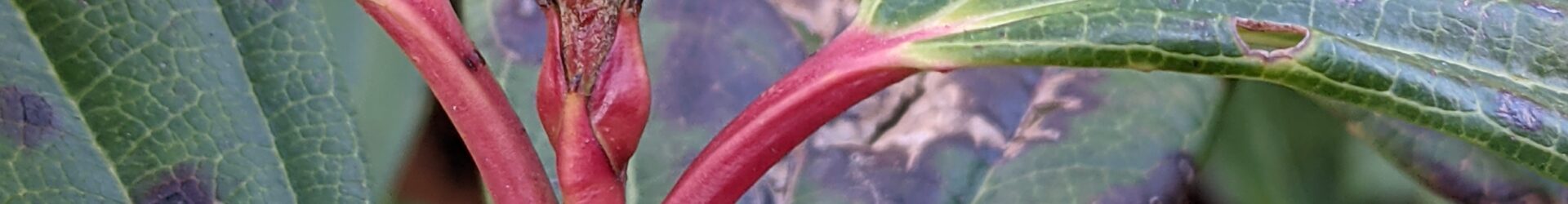 Rainbow Sticks Colour Matching