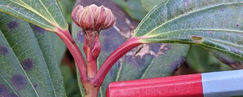 Rainbow Sticks Colour Matching