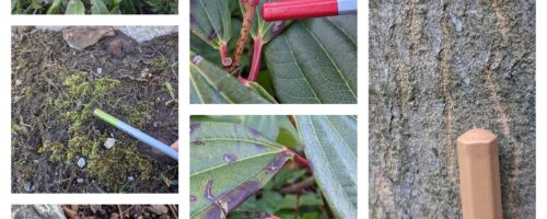 Rainbow Sticks Colour Matching (Vivian)