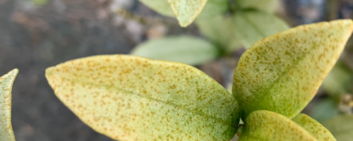 Instant Camera: Living Things