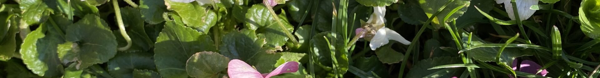 Violets smell incredible!