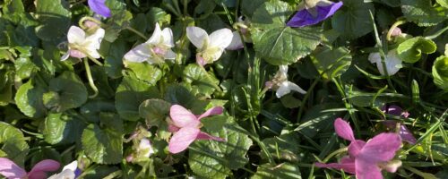 Violets smell incredible!