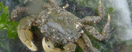 Green Crab Sighting