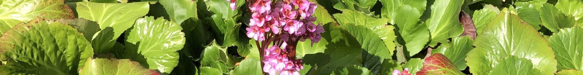 Bergenia Genus Flower