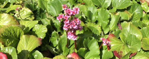 Bergenia Genus Flower